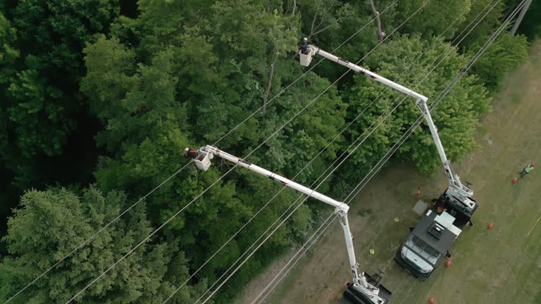 How Our Tree Care Process Works  in  Madison Center, CT